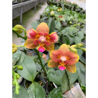 Орхидея Phal. (Tying Shin Cupid x Sogo Lawrence) бабочка - купить